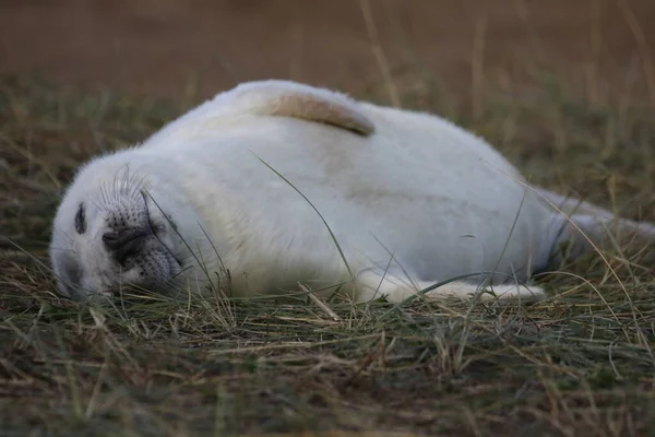 Pasgeboren Pups Van Grijze Zeehonden Aan Kust Van Noordzee — Stockfoto