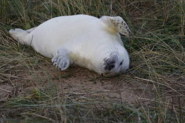 Pasgeboren Pups Van Grijze Zeehonden Aan Kust Van Noordzee — Stockfoto