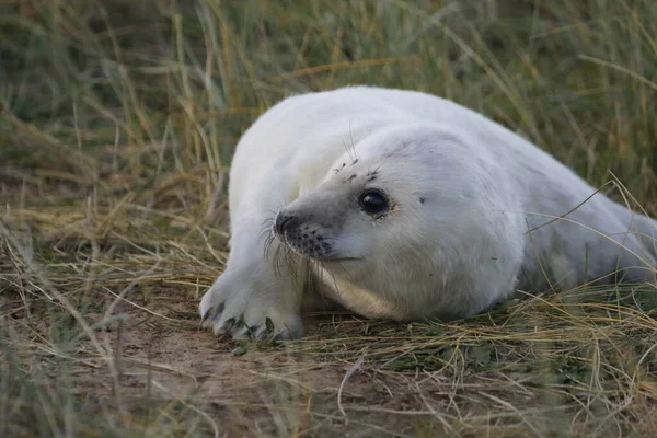 Новорожденные Серые Тюлени Побережье Северного Моря — стоковое фото