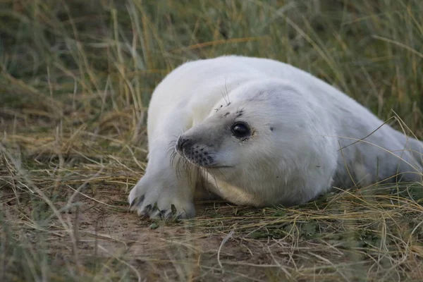 Neugeborene Kegelrobbenwelpen Der Nordseeküste — Stockfoto