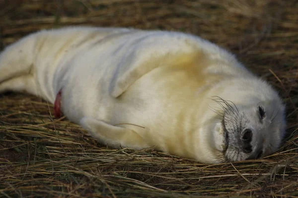 Neugeborene Kegelrobbenwelpen Der Nordseeküste — Stockfoto