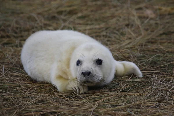 Новорожденные Серые Тюлени Побережье Северного Моря — стоковое фото