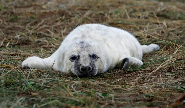 Cachorros Foca Gris Recién Nacidos Costa Del Mar Del Norte — Foto de Stock