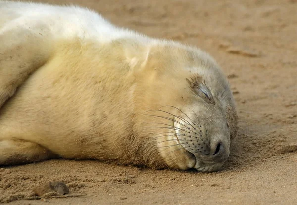 Filhotes Focas Cinzentas Recém Nascidos Costa Mar Norte — Fotografia de Stock