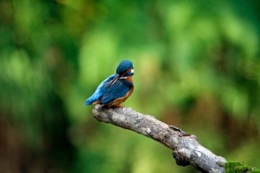Kingfisher nehir kıyısına tüneyip, balık tutuyor.