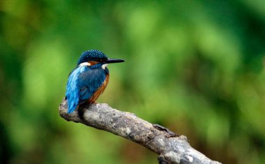 Kingfisher nehir kıyısına tüneyip, balık tutuyor.