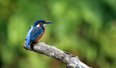 Kingfisher nehir kıyısına tüneyip, balık tutuyor.