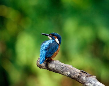 Kingfisher nehir kıyısına tüneyip, balık tutuyor.