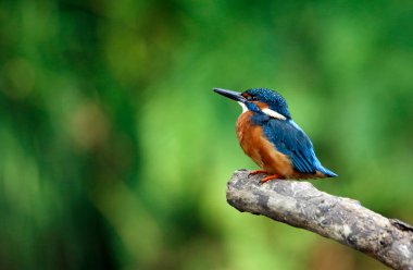 Kingfisher nehir kıyısına tüneyip, balık tutuyor.