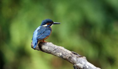 Kingfisher nehir kıyısına tüneyip, balık tutuyor.