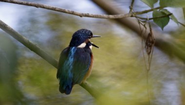 Kingfisher nehir kıyısına tüneyip, balık tutuyor.