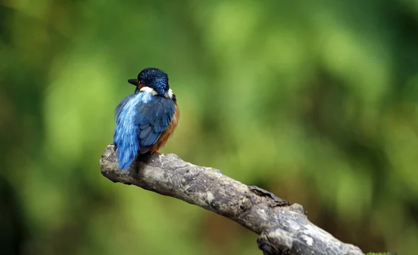 Kingfisher Posarse Acicalar Pescar Orilla Del Río —  Fotos de Stock