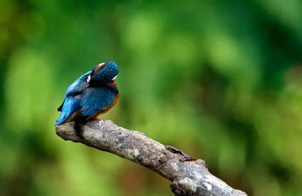 Kingfisher Окунь Добыча Рыбалка Берегу Реки — стоковое фото