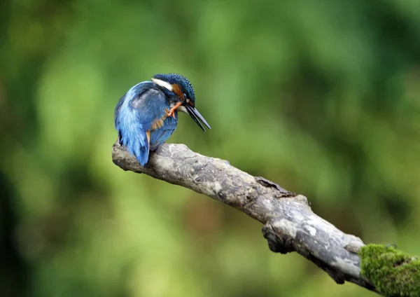 Kingfisher Perching Preening Fishing River Bank — Stock Photo, Image