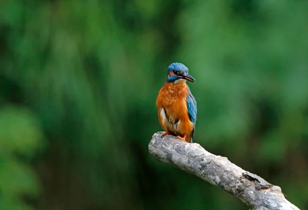 Kingfisher Perching Preening Fishing River Bank — Stock Photo, Image