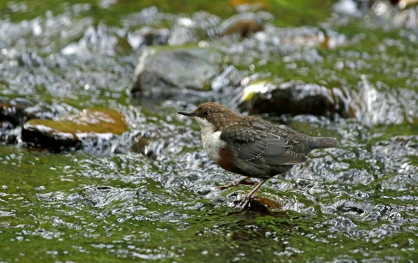 川で食べ物を探しているディッパー — ストック写真