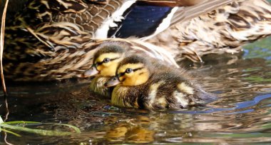 Mallard ördekleri yeni çevrelerini keşfediyorlar.