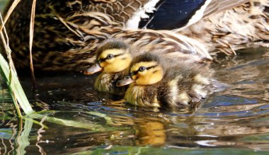Mallard ördekleri yeni çevrelerini keşfediyorlar.