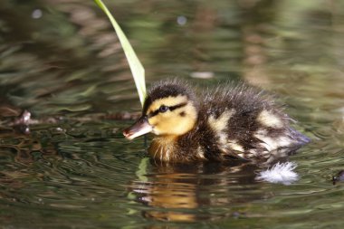 Mallard ördekleri yeni ortamlarını keşfediyorlar.
