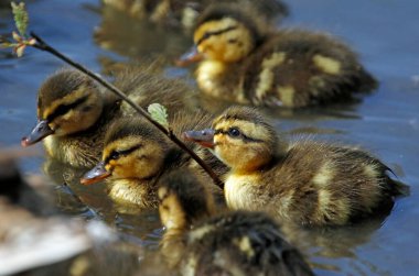 Mallard ördekleri yeni ortamlarını keşfediyorlar.