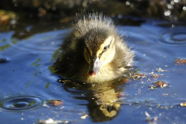 Les Canetons Colverts Explorent Leur Nouvel Environnement — Photo