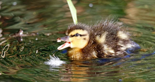 Mallard Patitos Explorar Nuevo Entorno — Foto de Stock