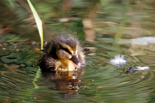 Les Canetons Colverts Explorent Leur Nouvel Environnement — Photo