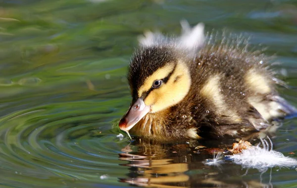 Les Canetons Colverts Explorent Leur Nouvel Environnement — Photo