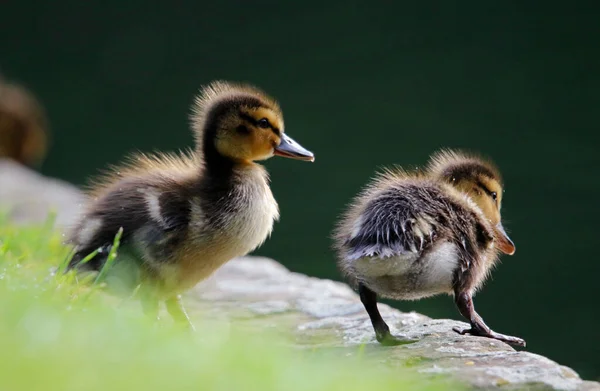 Mallard Patinhos Explorar Seu Novo Ambiente — Fotografia de Stock