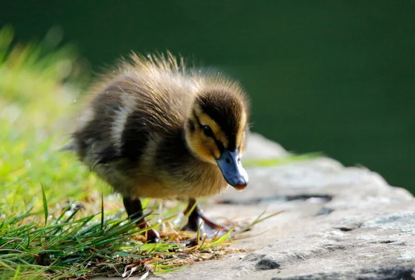 Les Canetons Colverts Explorent Leur Nouvel Environnement — Photo