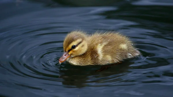 Παπάκια Mallard Εξερευνούν Νέο Τους Περιβάλλον — Φωτογραφία Αρχείου