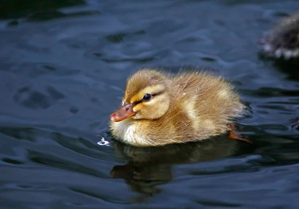 Les Canetons Colverts Explorent Leur Nouvel Environnement — Photo