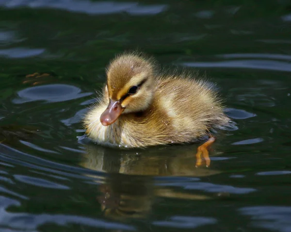 Les Canetons Colverts Explorent Leur Nouvel Environnement — Photo