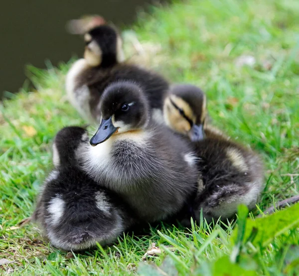 Mallard Ducklings Explore New Environment — Stock Photo, Image