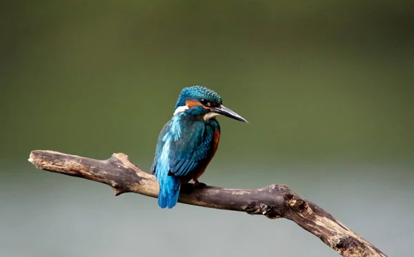 Genç balıkçı gölün kenarında balık tutuyor.
