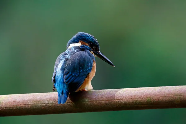 Jungfischer Angeln Seeufer — Stockfoto