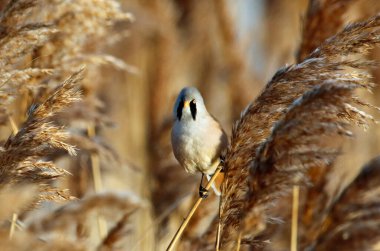 Bearded tit feeding in the reeds