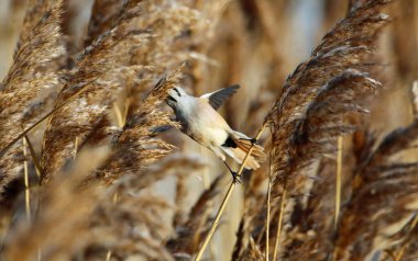 Bearded tit feeding in the reeds