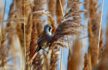 Bearded tit feeding in the reeds