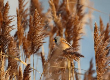 Bearded tit feeding in the reeds