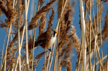 Bearded tit feeding in the reeds