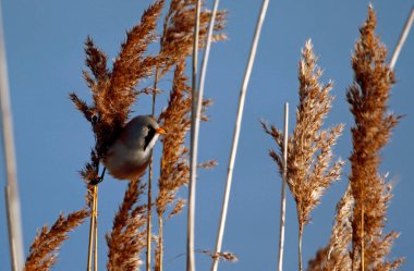 Bearded tit feeding in the reeds