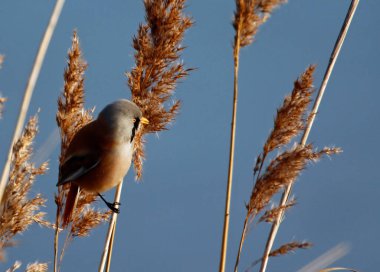 Bearded tit feeding in the reeds