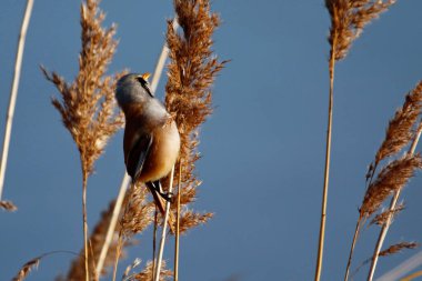 Bearded tit feeding in the reeds