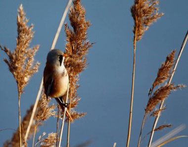 Bearded tit feeding in the reeds