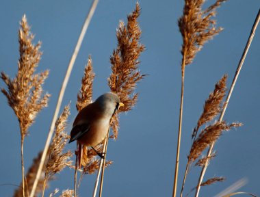 Bearded tit feeding in the reeds