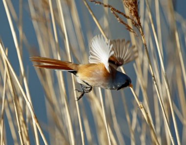 Bearded tit feeding in the reeds