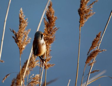 Bearded tit feeding in the reeds