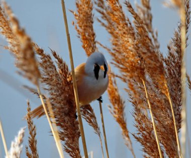 Bearded tit feeding in the reeds