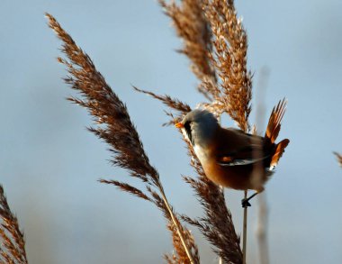 Bearded tit feeding in the reeds